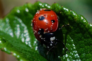 This is a macro shot of a ladybug covered in sea salt crystals, showcasing texture and contrast in...