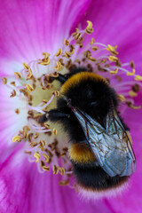 Close-up macro shot of a bumblebee collecting nectar inside a vibrant flower. Detailed view of...