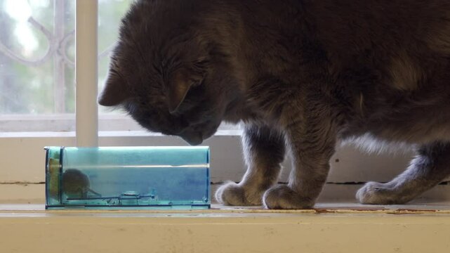 A grey cat is leaning over a blue transparent mouse trap containing a small mouse, intently observing it on a white windowsill.