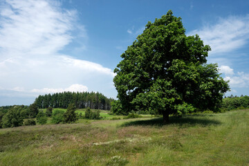Deutsche Landschaft - Wacholderheide bei Arft in der Eifel - Stockfoto