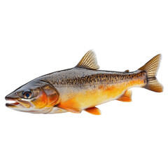 Obraz premium Arctic Char isolated on transparent background.