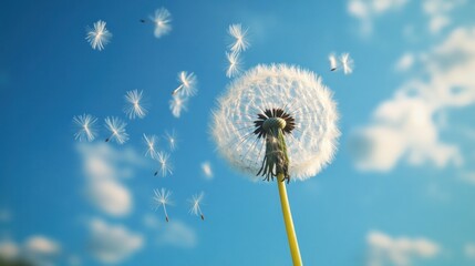 Fototapeta premium Dandelion seeds float in the sky