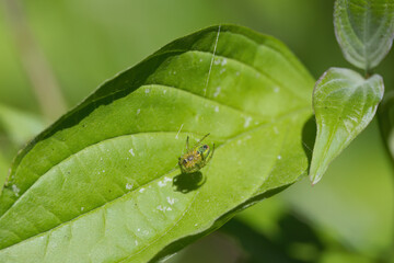 little spider in a web, small green-yellow aranea weaves a new web over a leaf, green background, eight-legged, shadow of a spider on a green leaf