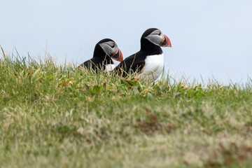 Atlantic Puffin pair