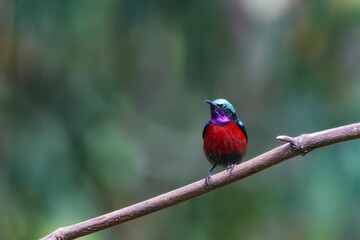 Van Hasselt's sunbird or Leptocoma brasiliana seen in Karimganj, Assam, India