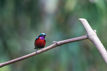 Van Hasselt's sunbird or Leptocoma brasiliana seen in Karimganj, Assam, India