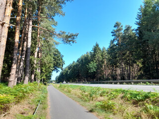 Straße, Wald, Natur, Himmel, Sommer