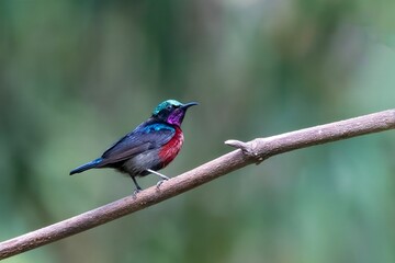 Van Hasselt's sunbird or Leptocoma brasiliana seen in Karimganj, Assam, India
