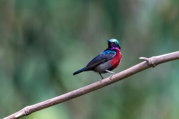 Van Hasselt's sunbird or Leptocoma brasiliana seen in Karimganj, Assam, India