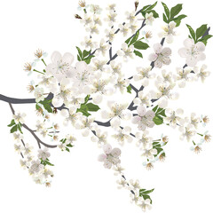 isolated white lush blossoming spring branch