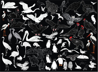 large birds white sketches set on black