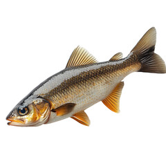 Fototapeta premium Mullet isolated on transparent background.