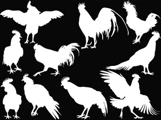 ten roosters set isolated on black