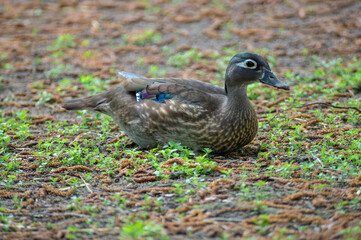Wood duck resting on the ground surrounded by greenery in a natural setting