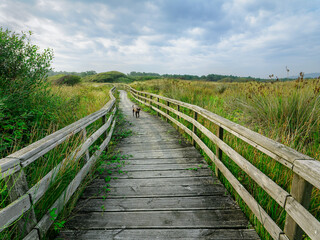 Paseo de madera con barandillas de madera por un entorno verde en Galicia