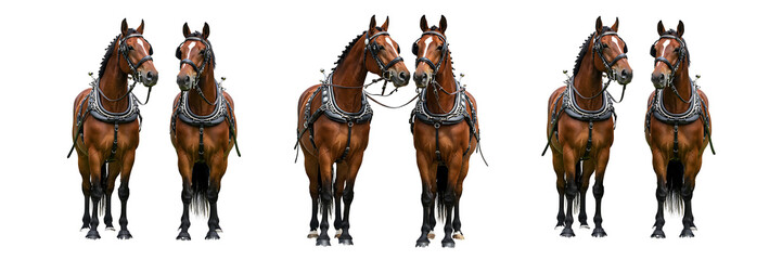 Obraz premium Pair of Brown Draft Horses in Harness Transparent Background