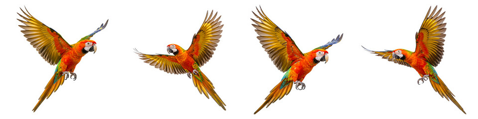 Fototapeta premium Scarlet Macaws Flying with Open Wings Transparent Background