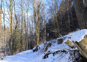 A forest path in a winter landscape.