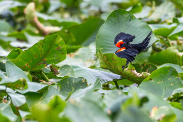 Red-winged blackbird landing on a lily pad.