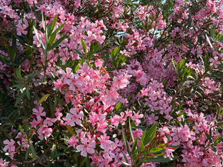 Blooming Oleander Nerium pink shrub.