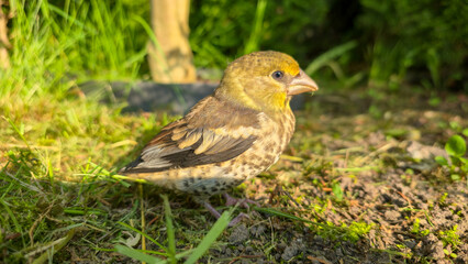 A young Hawfinch bird is learning to fly.