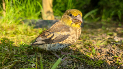A young Hawfinch bird is learning to fly.