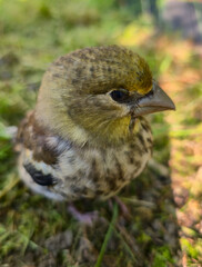 A young Hawfinch bird is learning to fly.