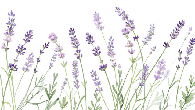 Watercolor Lavender Border PNG – Transparent Floral Divider for Elegant Designs