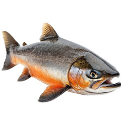 Coho Salmon isolated on transparent background.