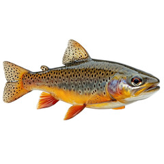 Fototapeta premium Dolly Varden isolated on transparent background.