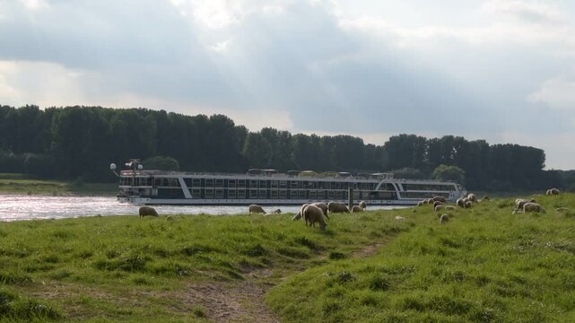 Sheep Grazing by the Rhine River with a Passing Cruise Ship in Monheim am Rhein, Germany