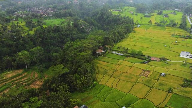 Multiple views of Bali