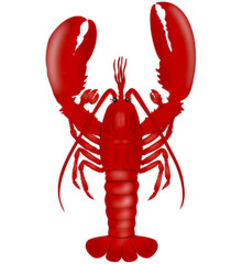 Lobster Illustration
