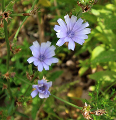 Purple flower bloom on plant