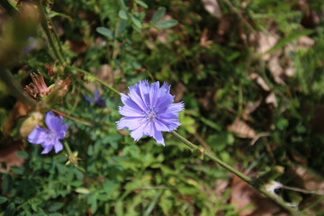 Purple flower bloom on plant