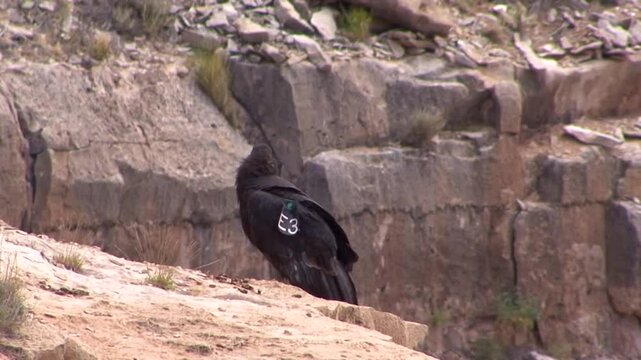A condor with wing tag, an endangered species, perches on the rocky cliff top by the trailhead at Hualapai Hilltop.   The canyon below leads to Supai Village and Arizona's Grand Canyon.