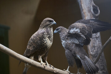 The common buzzard, Buteo buteo bird of prey Accipitridae