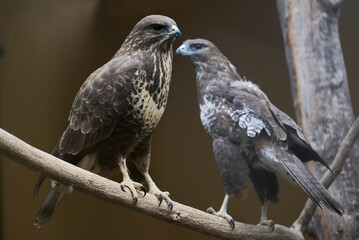 The common buzzard, Buteo buteo bird of prey Accipitridae
