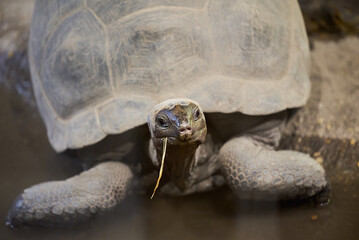 The Galápagos tortoise or Galápagos giant tortoise, Chelonoidis niger