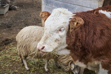 The Hereford is a British breed of beef cattle originally from Herefordshire