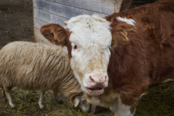 The Hereford is a British breed of beef cattle originally from Herefordshire