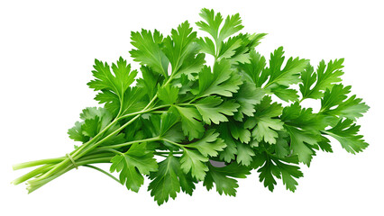 parsley isolated on white background