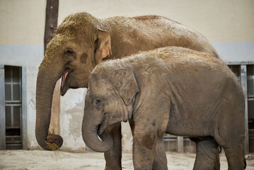 The Asian elephant (Elephas maximus) with baby elephant