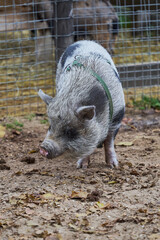 Vietnamese Pot-bellied, Lon I pig