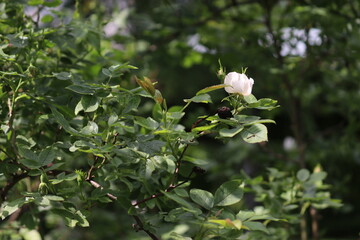 Flowering Rosa laxa shrub with green foliage and white flower in summer garden