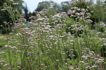 Flowering common valerian (Valeriana officinalis) plants in summer garden