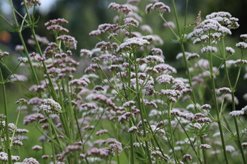 Flowering common valerian (Valeriana officinalis) plants in summer garden
