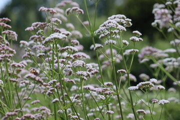 Flowering common valerian (Valeriana officinalis) plants in summer garden