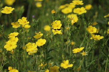 Obraz premium Yellow flowers of Potentilla chrysantha plants in summer garden