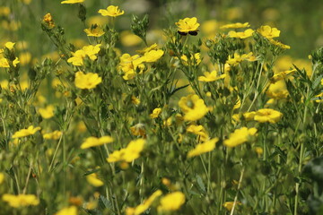 Fototapeta premium Yellow flowers of Potentilla chrysantha plants in summer garden